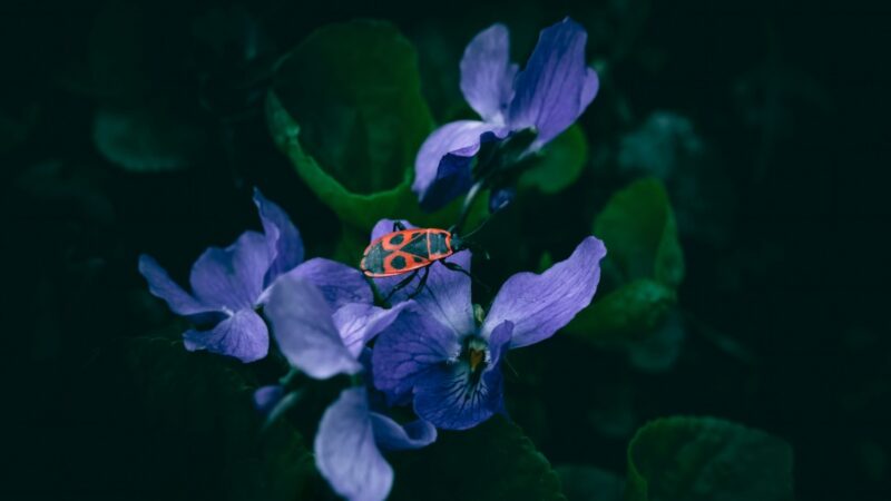 Boylecheloid Flower: Mystery, Meaning, and the Truth Behind This Enigmatic Bloom