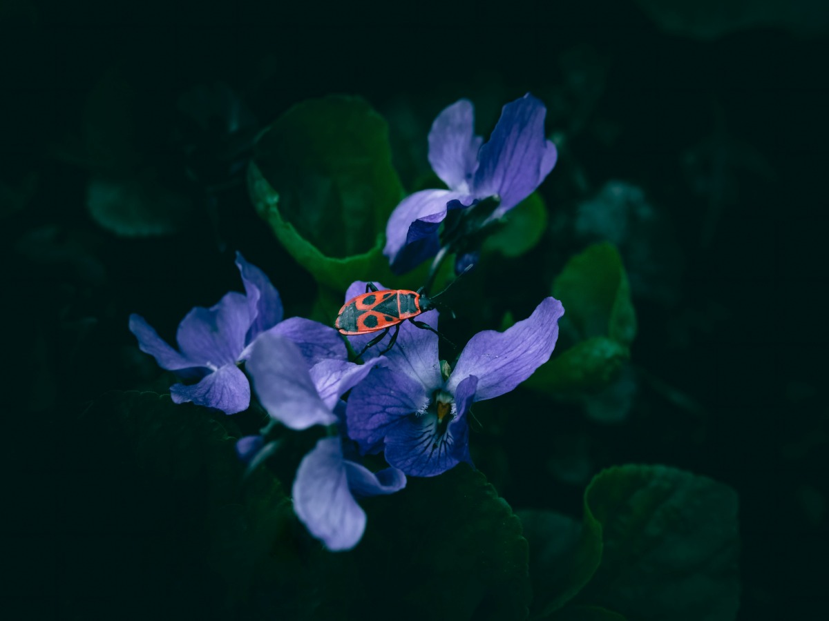 Boylecheloid Flower: Mystery, Meaning, and the Truth Behind This Enigmatic Bloom